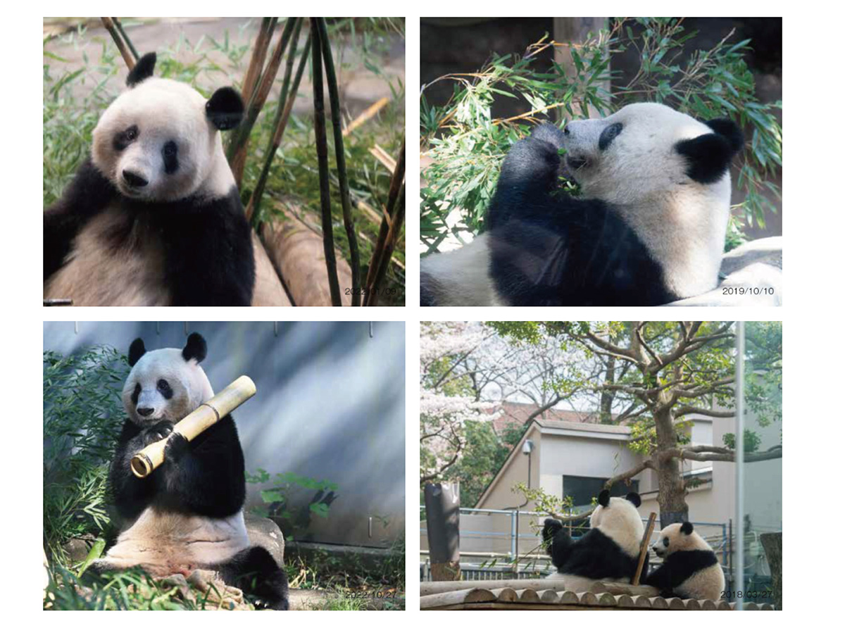 ９２０日 シャンシャンポストカード 上野動物園 ジャイアントパンダ